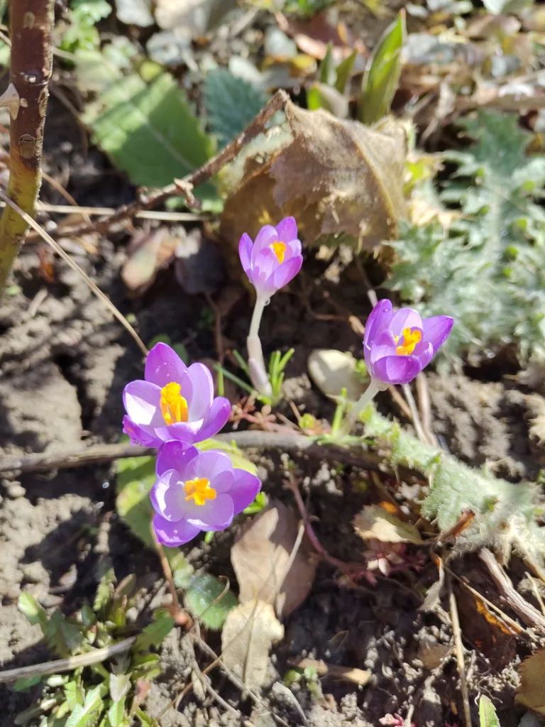 Ein paar frisch aufgebühte Krokusse in der Farbe lila