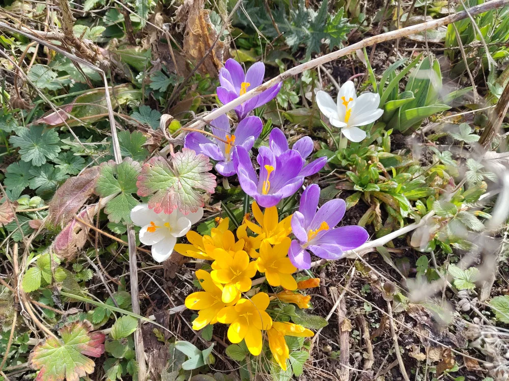 Eine Gruppe blühender Krokusse. Die Blüten sind weiß, gelb und lila.