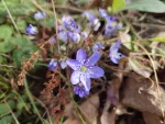 Blau blühende Leberblümchen