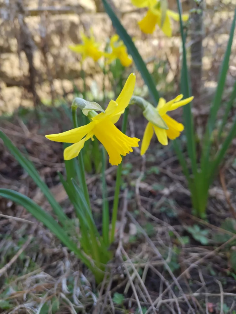 mehrere gelbe Narzissen