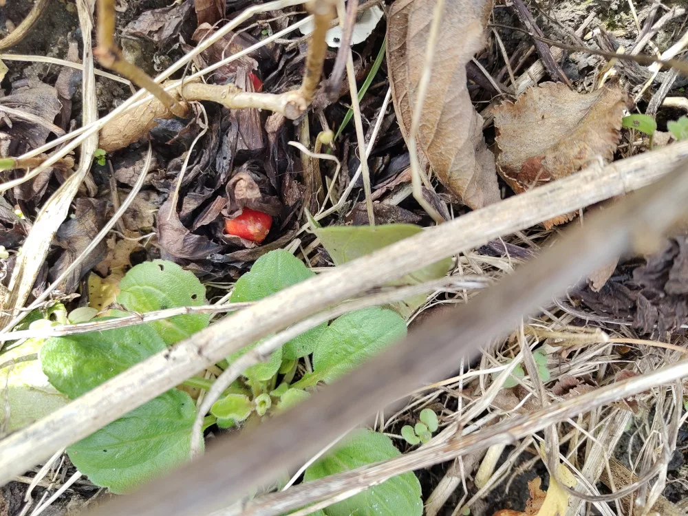 Eine Rhabarberpflanze treibt aus dem Wurzelballen frisch aus. Nun ist an der Oberfläche rötliche Knubbel zu sehen.