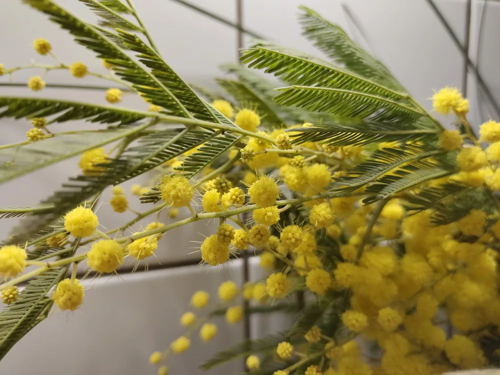 Nahaufnahme eines Zweiges einer Silber-Akazie mit gelben Büten in Kugelform. Man sieht dabei auch die einzelnen Häarchen der Blüten.