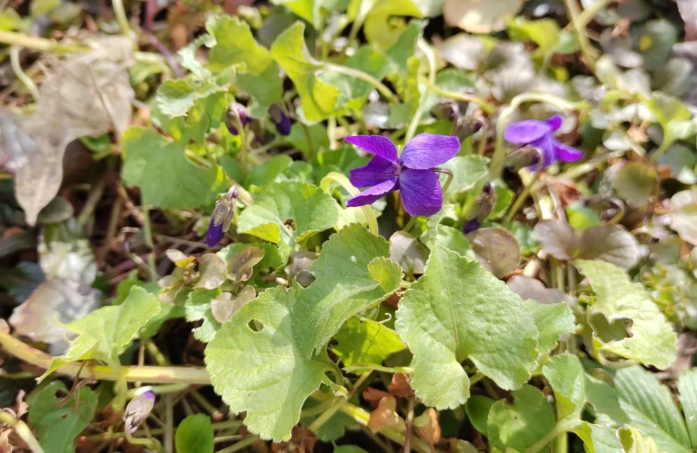 lila blühende Duft-Veilchen