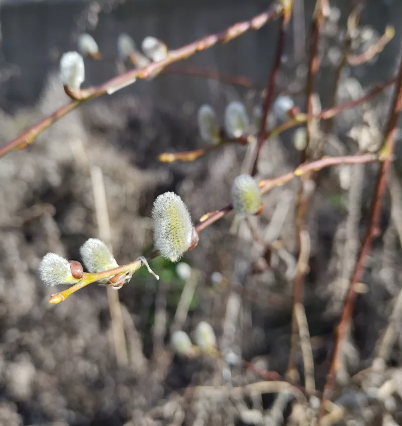 Männliche Weidenkätzchen, die bereits einen gelblichen Schimmer zeigen. Die Pollenstände werden sich bald voll entwickelt haben.