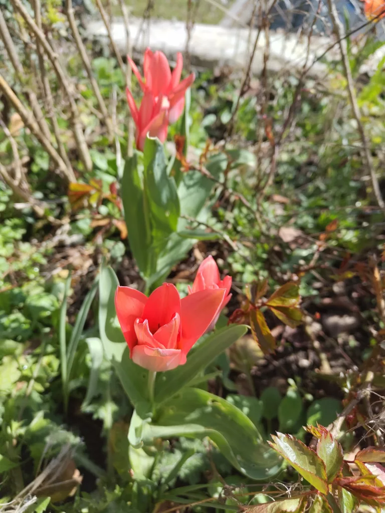 rot blühende Tulpen