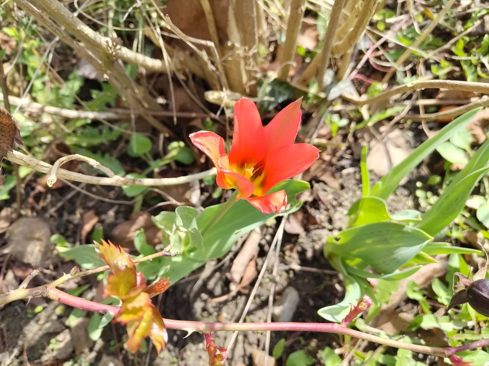 eine rot blühende Tulpe