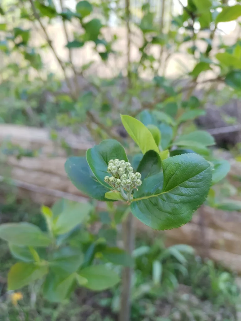 Noch geschlossene Blütenknospen der Apfelbeere