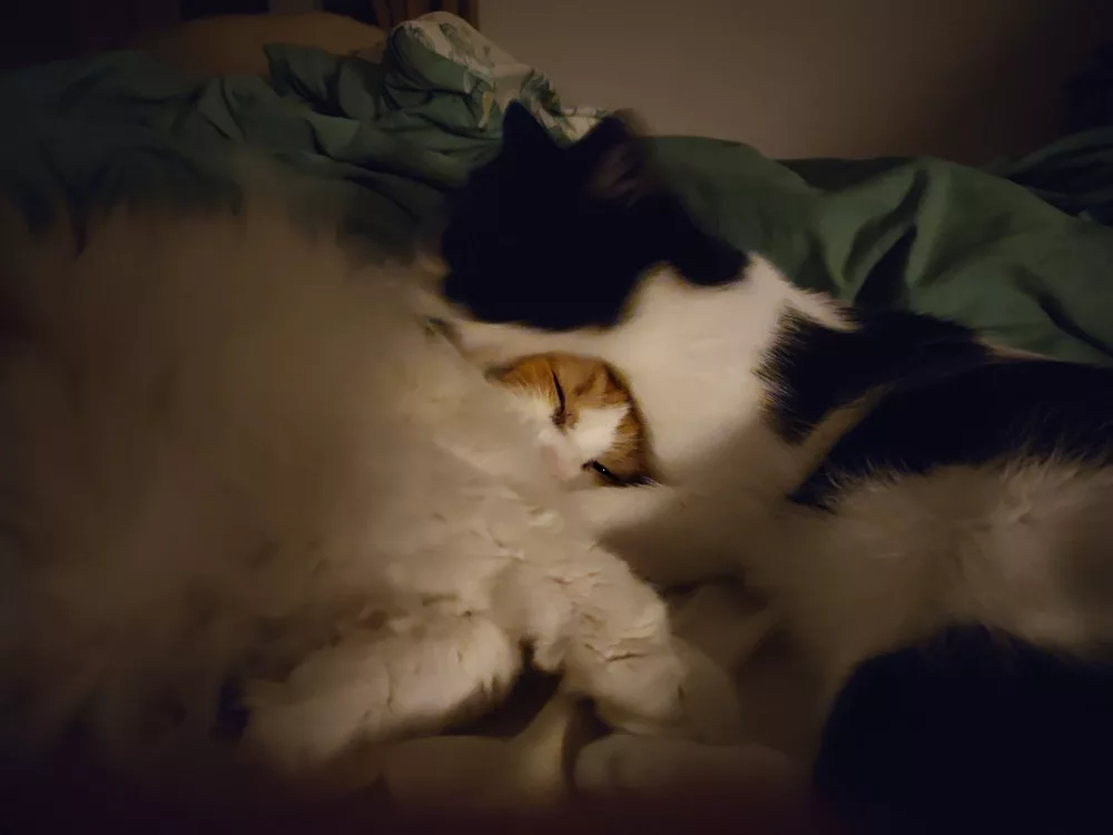 Neo und Athos haben es sich mitten in der Nacht mitten im Bett bequem gemacht als ich nur kurz auf dem Klo war. Auf dem Bild putzt Athos sehr intensiv seinen Kumpel.