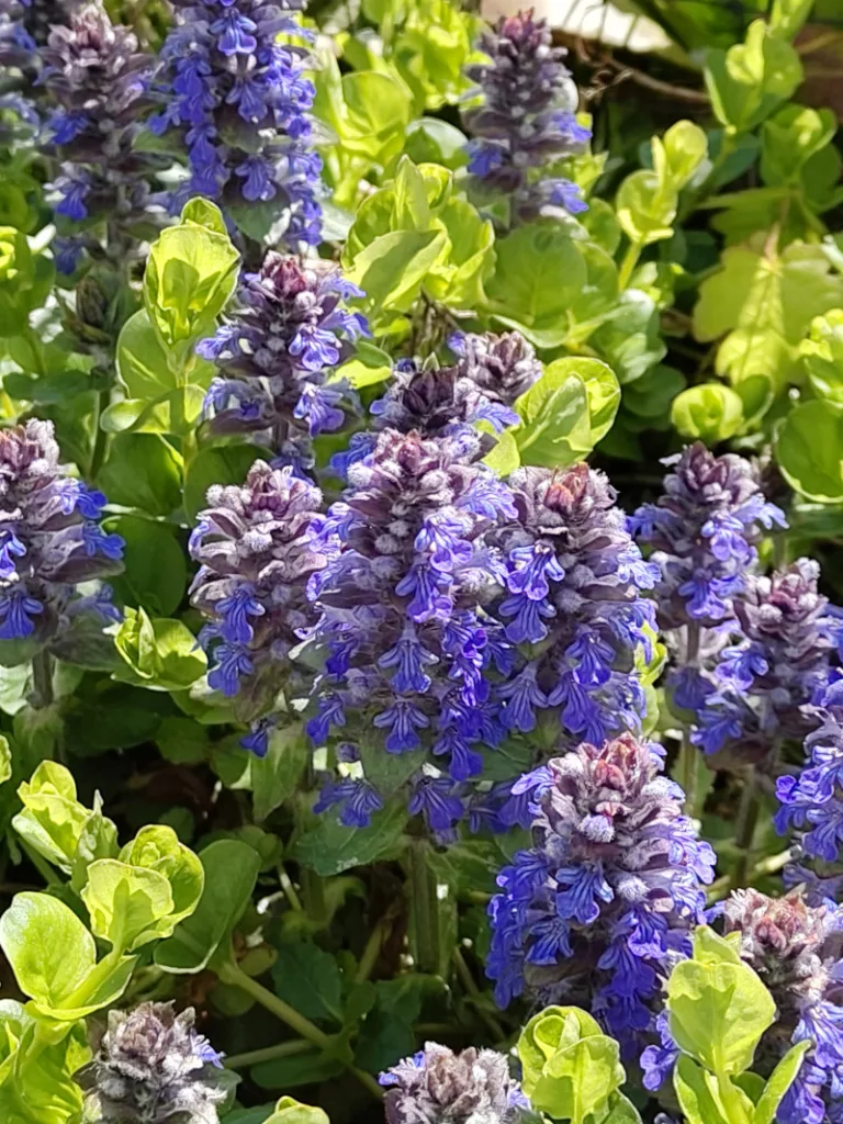 Der Günsel hat sehr dicke und hohe Blütenstände ausgebildet mit vielen einzelnen lilanen Blüten.