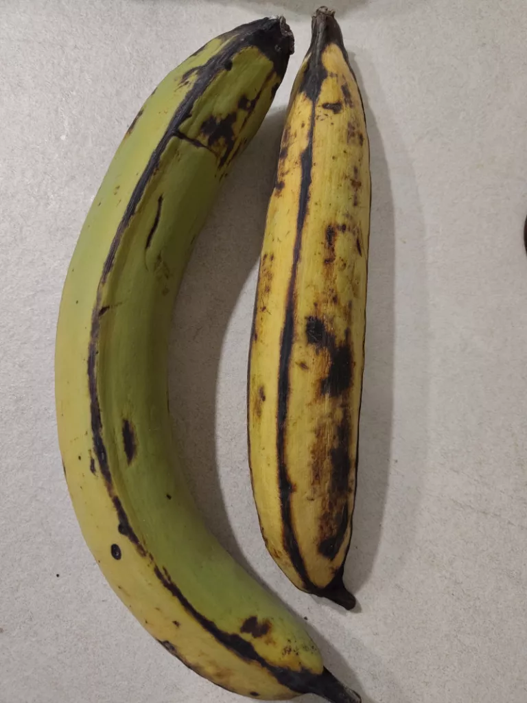 Eine Kochbanane wurde schon deutlich gelber, wobei sich gleichzeitig auch schon dunkle Stellen gebildet haben. Eine zweite Kochbanane daneben was noch deutlich grüner.