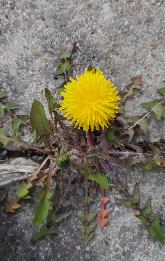 ein aufgeblühter Löwenzahn