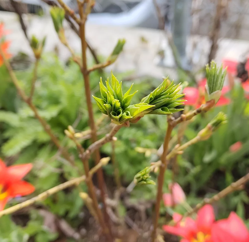 An den Pimpernüssen entwickeln sich bereits die ersten Blätter.