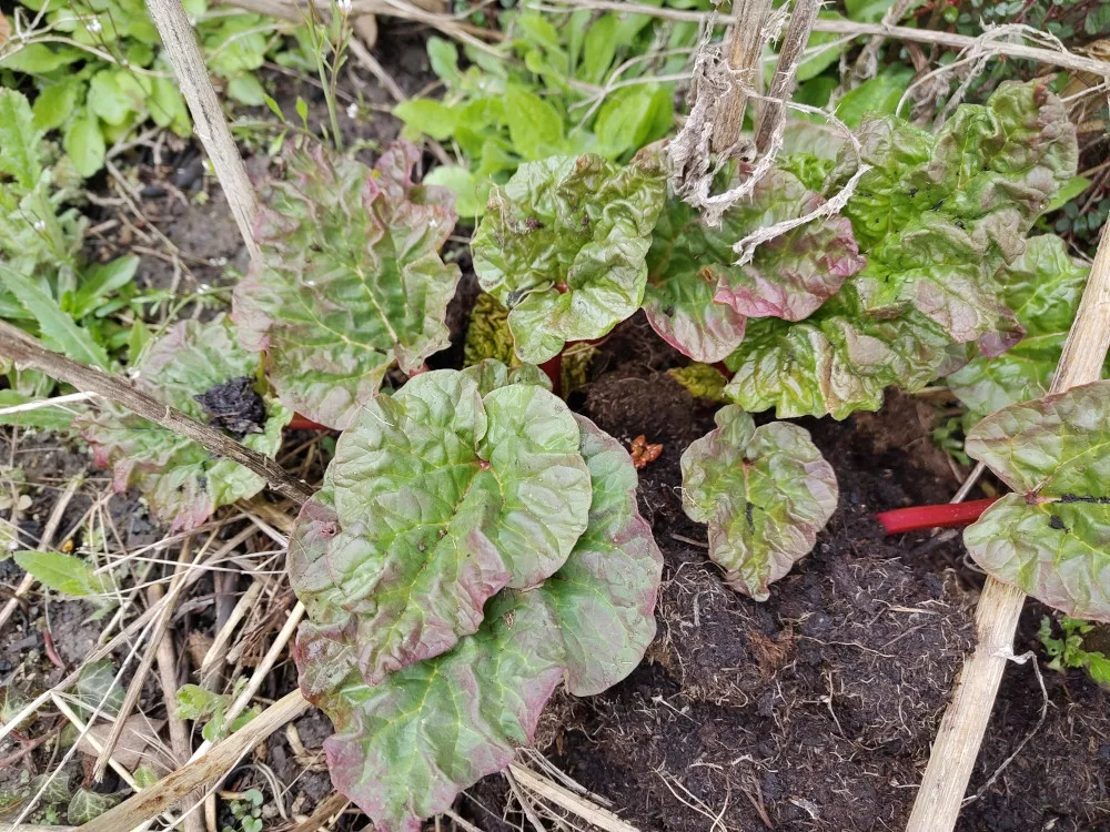 Der Rhabarber hat einige Stängel mit größer werdenden Blättern ausgebildet