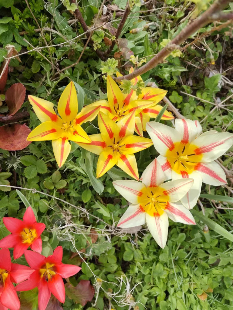 Verschiedene Büschel Tulpen. Unten links rote Tulpen, darüber weiße Tulpen mit jeweils einem rosanen Strich in der Mitte der Blütenblätter, schräg darüber gelbe Tulpen mit jeweils einem roten Strich auf den Blütenblättern