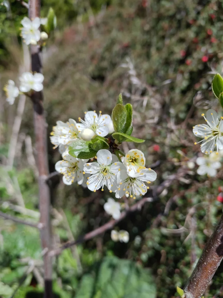 Blüten der Zibarte/Wildpflaume