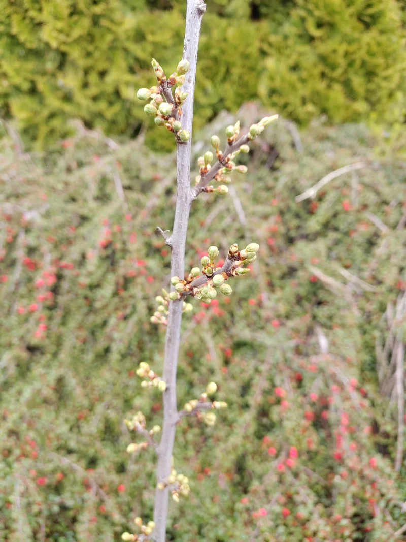 Noch geschlossene Blütenknospen an einem Zweig einer Zibarte