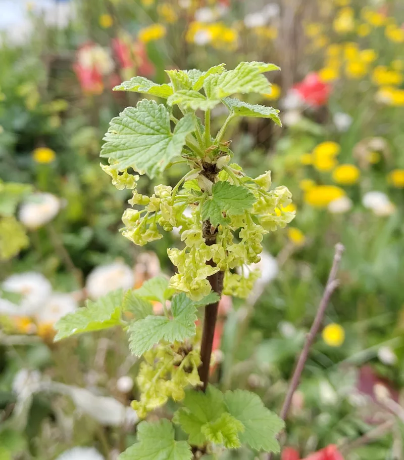 hellgrüne Johannisbeerblüten