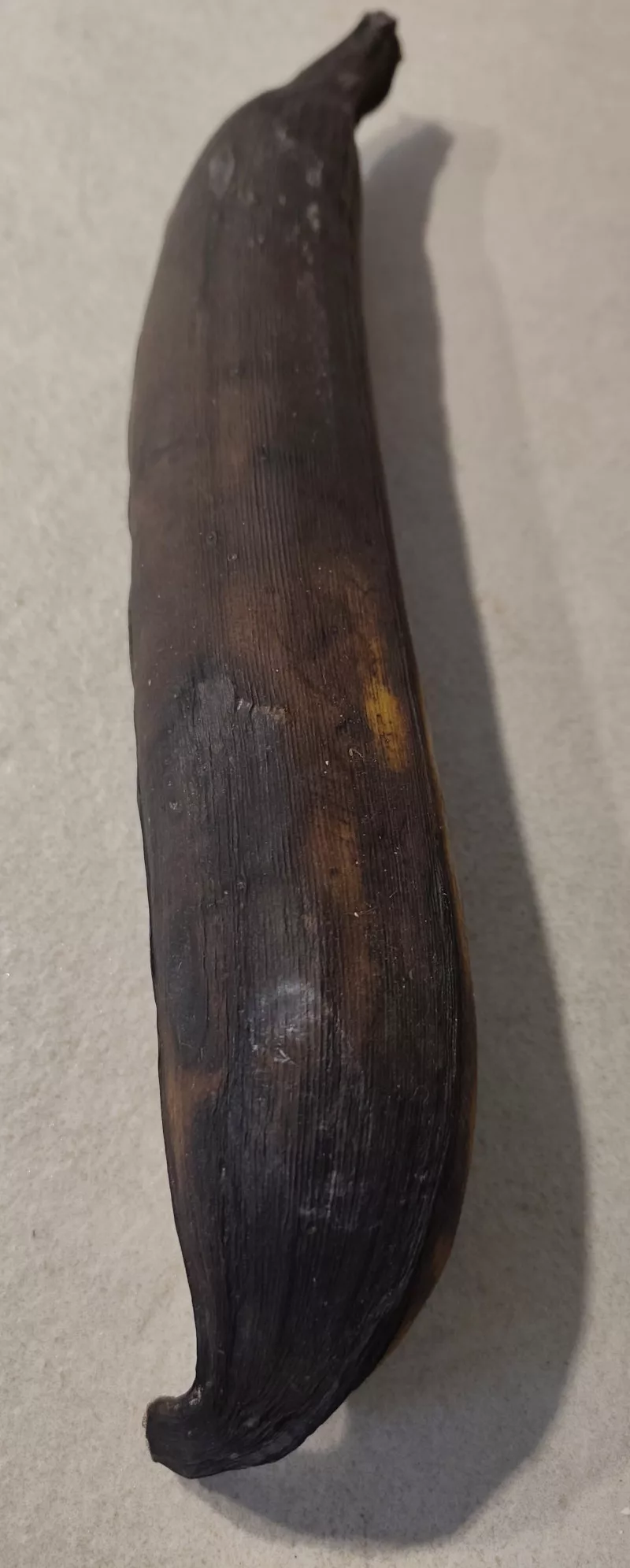 eine Vollreife Kochbanane. Der Reifegrad wurde nach ca. 5 Woche erreicht.