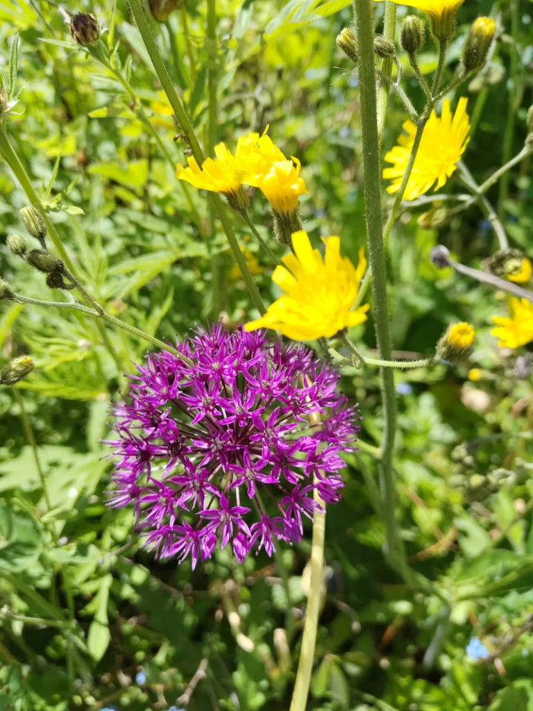 ein lila blühender Allium (Zierlauch) umgeben von gelben Blüten einer anderen Pflanze