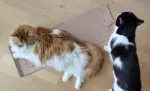 Neo und Athos sind bei einer schon ganz gut zerfetzten Pappe. Neo liegt darauf und nimmt so einen Großteil der Pappe ein. Athos steht ein bisschen unschlüssig daneben.