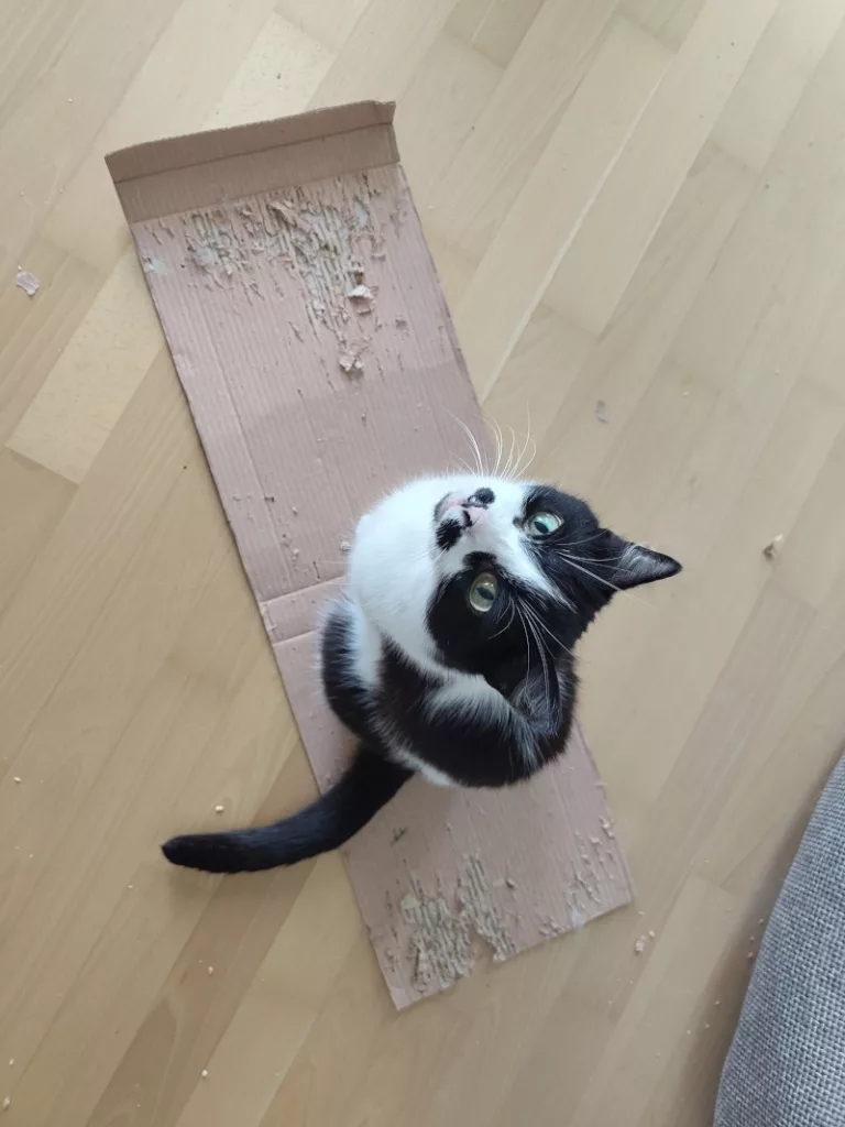 Athos sitzt nun allein auf der Pappe.