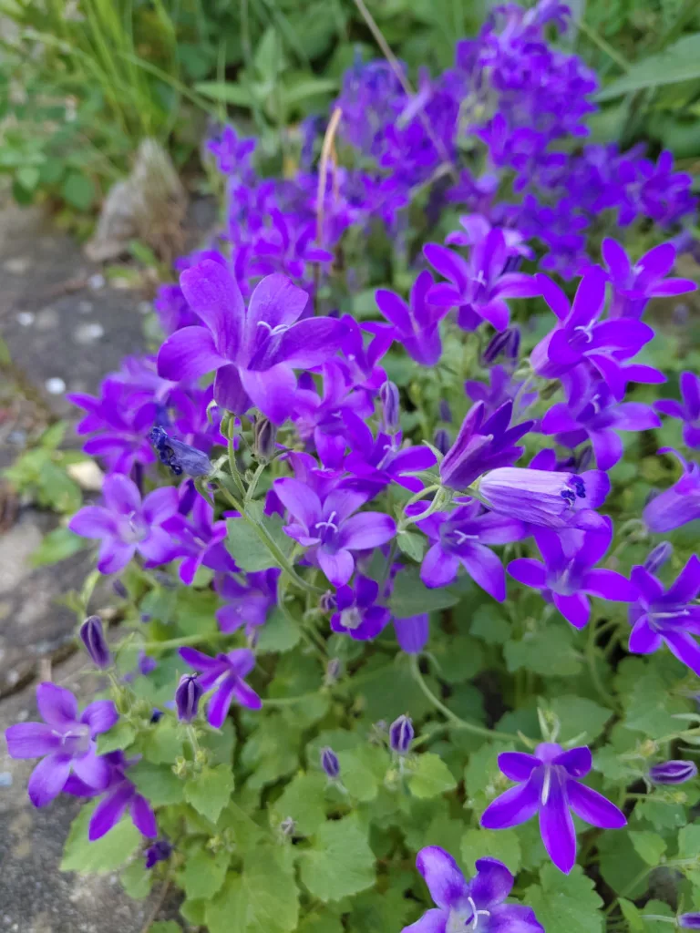 Blühende Glockenblumen auf einem Weg