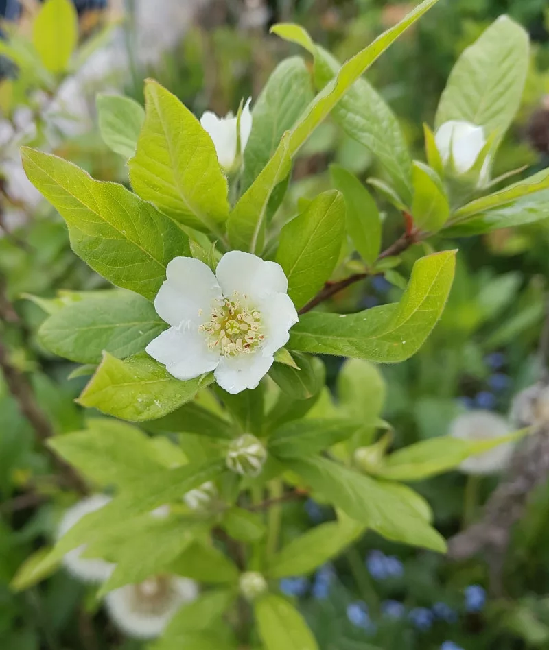Eine weiße 3-4cm große Blüte der Mespilus germanica.