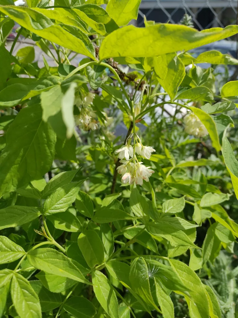 Zarte weiße Blüten an der Pimpernuss. Sie sind schon fast glockenförmig und wachsen an einer Art Rispe mit mehreren Blüten zusammen.