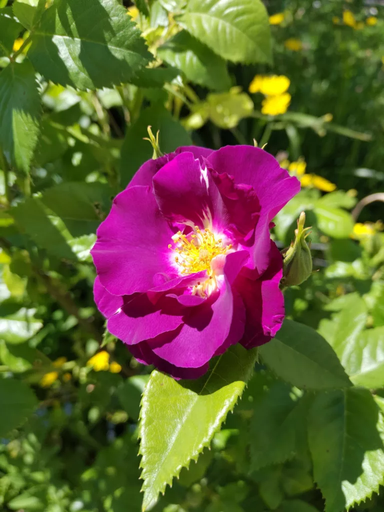 Eine voll aufgeblühte Rosenblüte der Sorte Blue Rhapsodie. Die Farbe der Blüte ist ein bläulich-pinker Lilaton