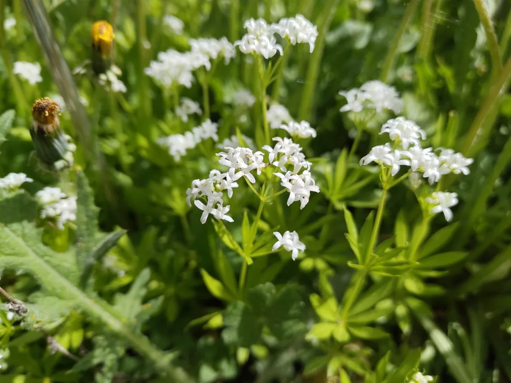 Zarte weiße Blüten des Waldmeisters.