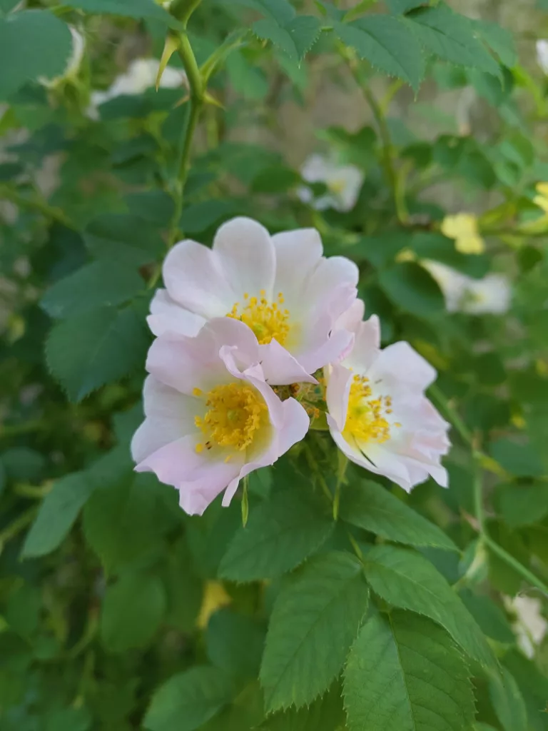 eine rosa blühende Wildrose
