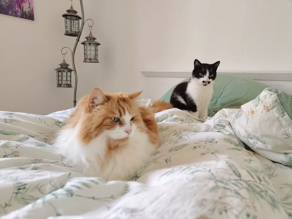Neo und Athos liegen auf dem Bett, wobei das Bettzeug (Kissen und Decke) mit einem dezent grün gemusterten Bezug bezogen wurde. An der Wand schräg neben dem Bett steht eine Laternenlampe mit drei Laternen und auch ein Teil eines Wandbildes ist zu sehen.