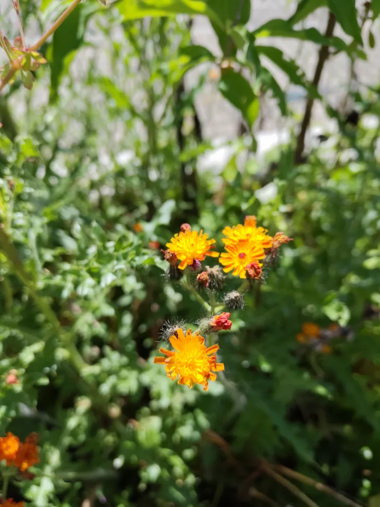 orange blühendes Habichtkraut in der Nähe des Gartenzauns