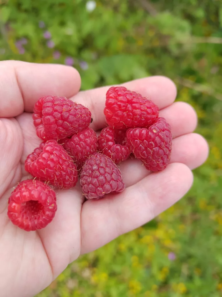 Erste reife Himbeeren aus dem Garten.