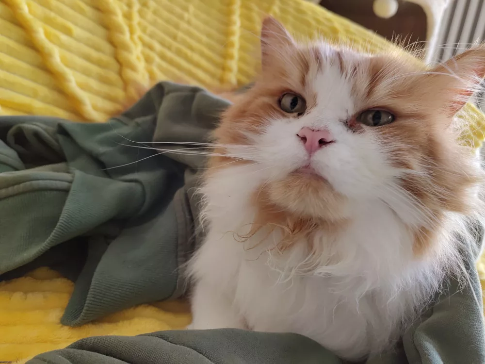 Neo hat es sich auf dem Sofa mit meinem grüngrauen Hoodie bequem gemacht.