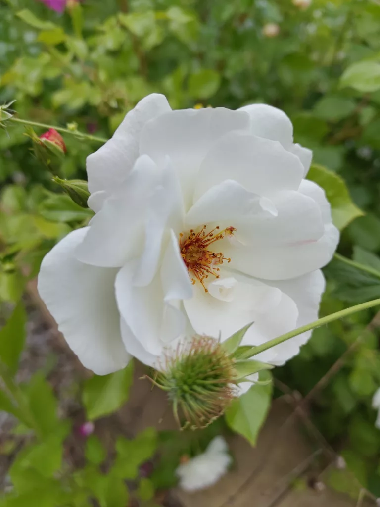 eine weiße offene Rosenblüte