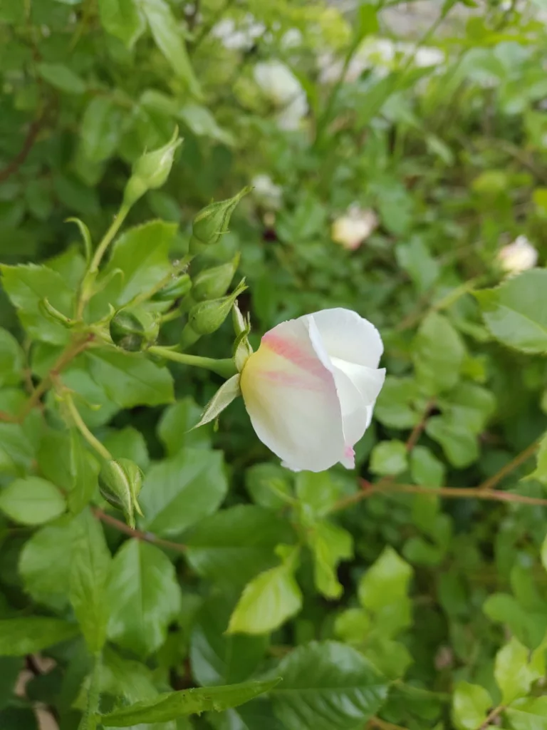 Eine noch geschlossene Blüte der Rose weiße Wolke. Auf den äußeren Blütenblättern zeigt sich eine leichte rosa Einfärbung