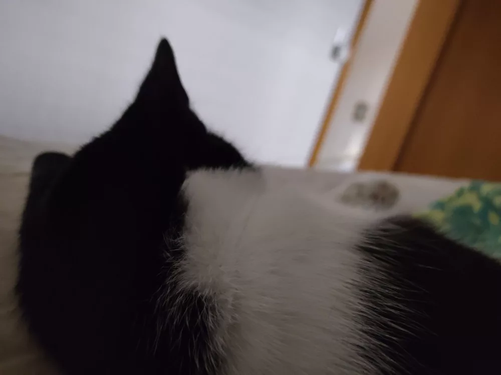 Athos kuschelt auf dem Bett herum und liegt im Moment rücklings zu mir auf dem Bett.