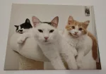 Ein Wandbild einer Fotoleinwand, das Athos, Pino und Neo zusammen in einem Katzenbett auf einem Kratzbaum zeigt. Das Bild wurde am 27.01.2019 gemacht.