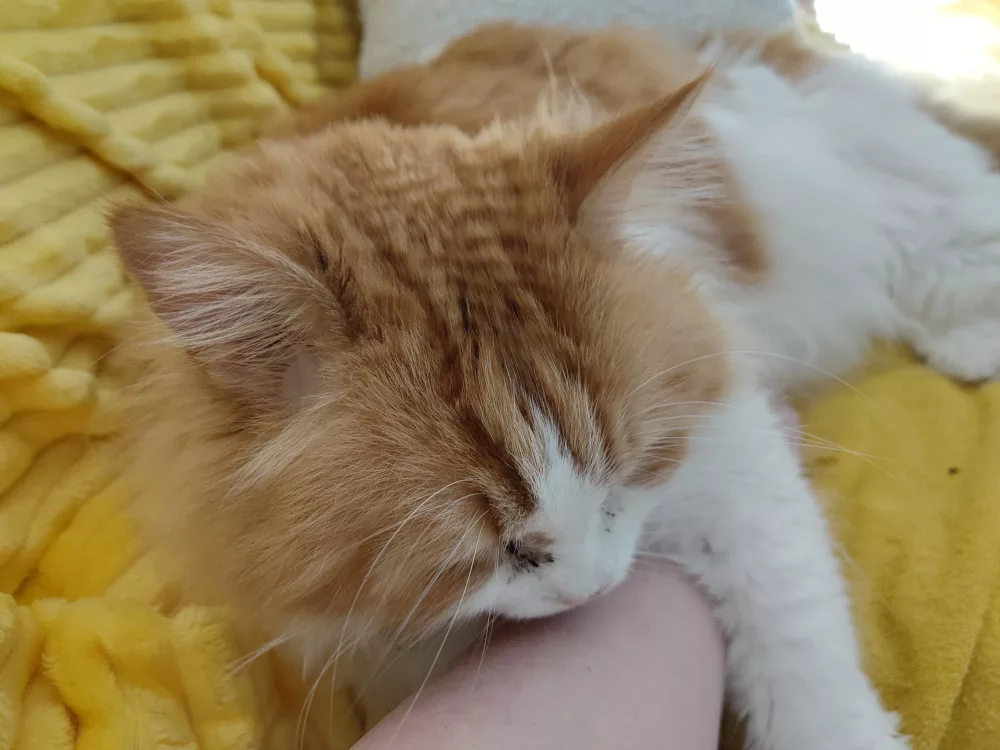 Neo hat es sich neben mir auf dem Sofa bequem gemacht und schmust mit meinem Arm