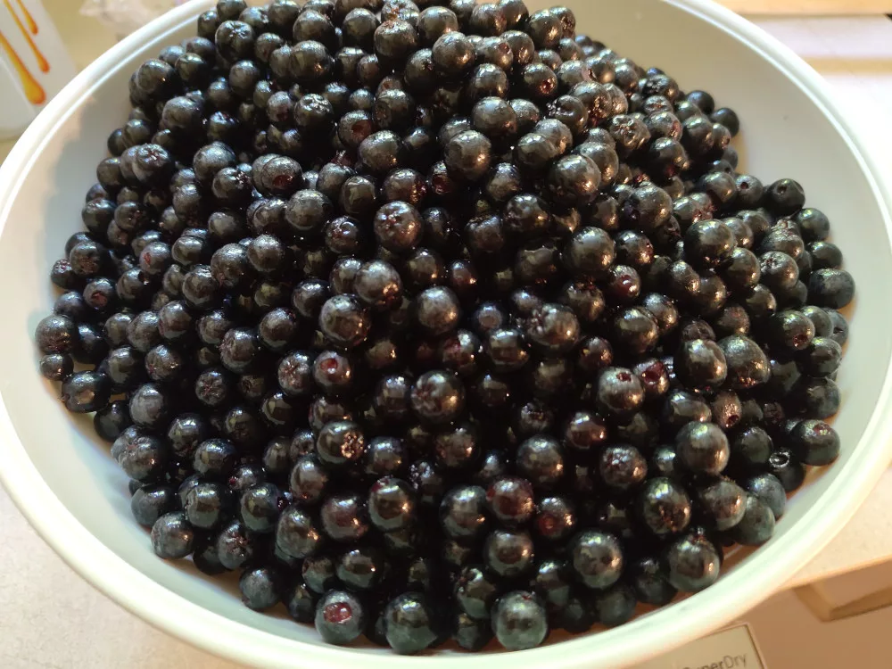Die Apfelbeeren wurden gewaschen und verlesen und in eine Schüssel zum Wiegen gegeben