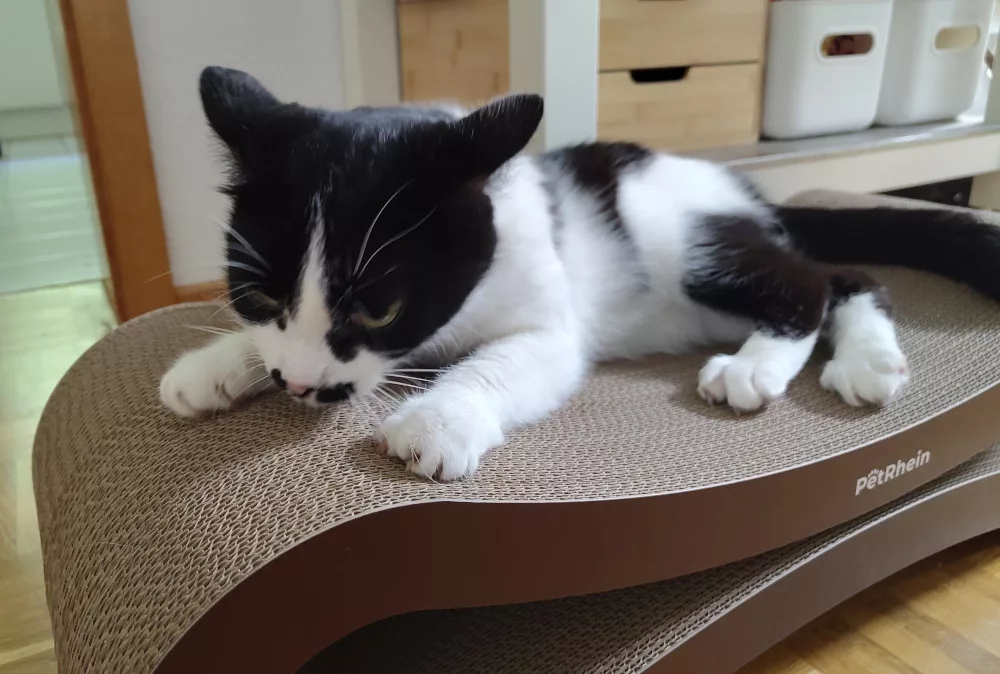 Athos liegt auf einem Kratzmöbel aus Pappe und schärft seine Krallen. Seine Ohren sind dabei auf "nicht stören" gestellt.