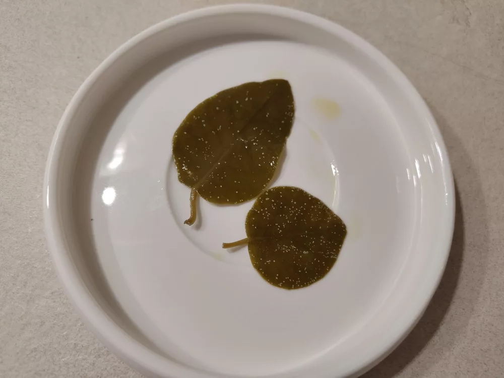 Zwei oval-runde bis herzförmige Kapernblätter auf einem kleinen weißen Teller