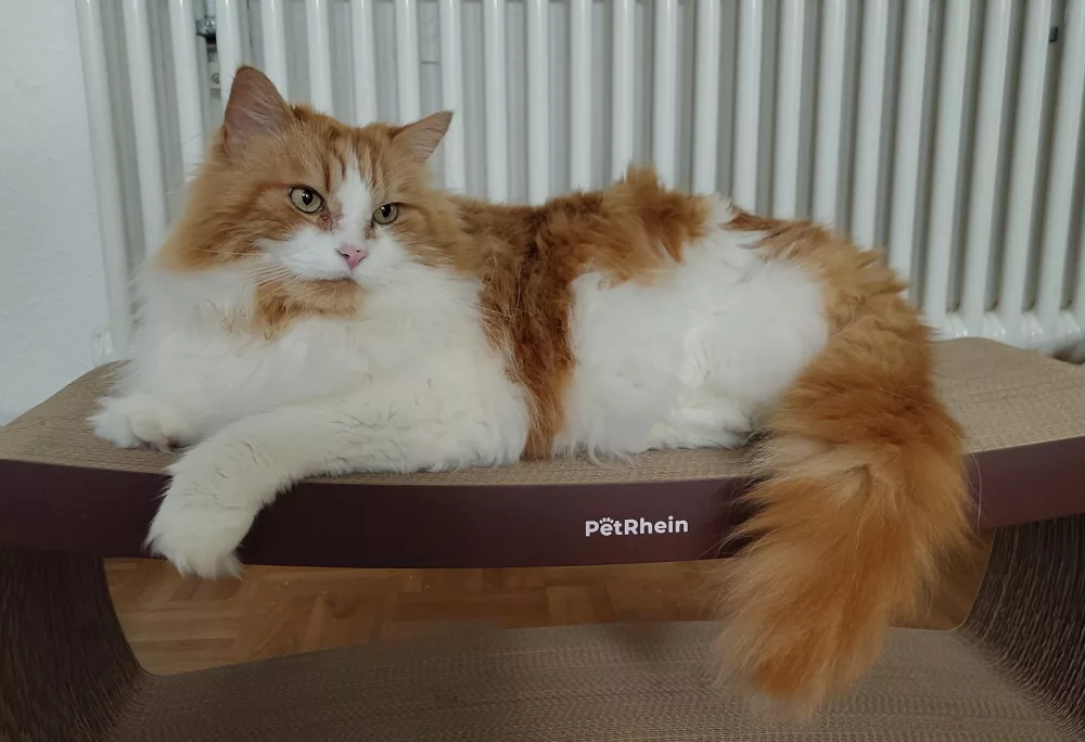 Neo liegt gemütlich auf dem größeren Kratzmöbel aus Pappe, dessen Innenteil gerade von Athos belagert wird.