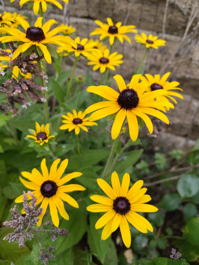 Blühende gelbe Sonnehüte im Garten