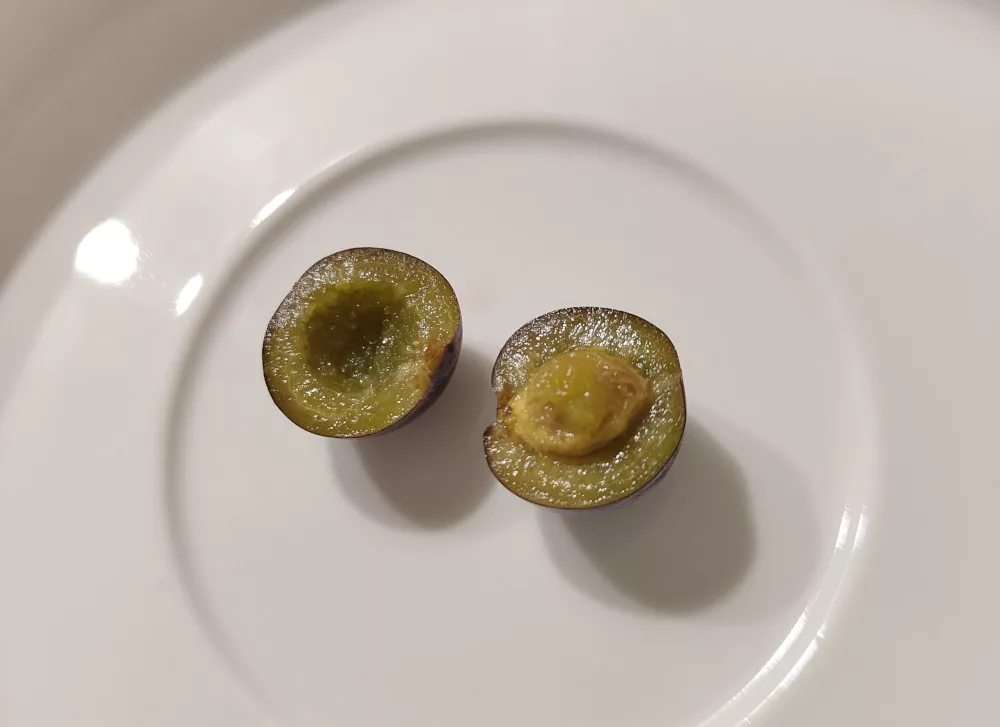 Eine reife Zibarte wurde halbiert und aufgedreht. Man sieht einen Kern in der Mitte der Frucht.