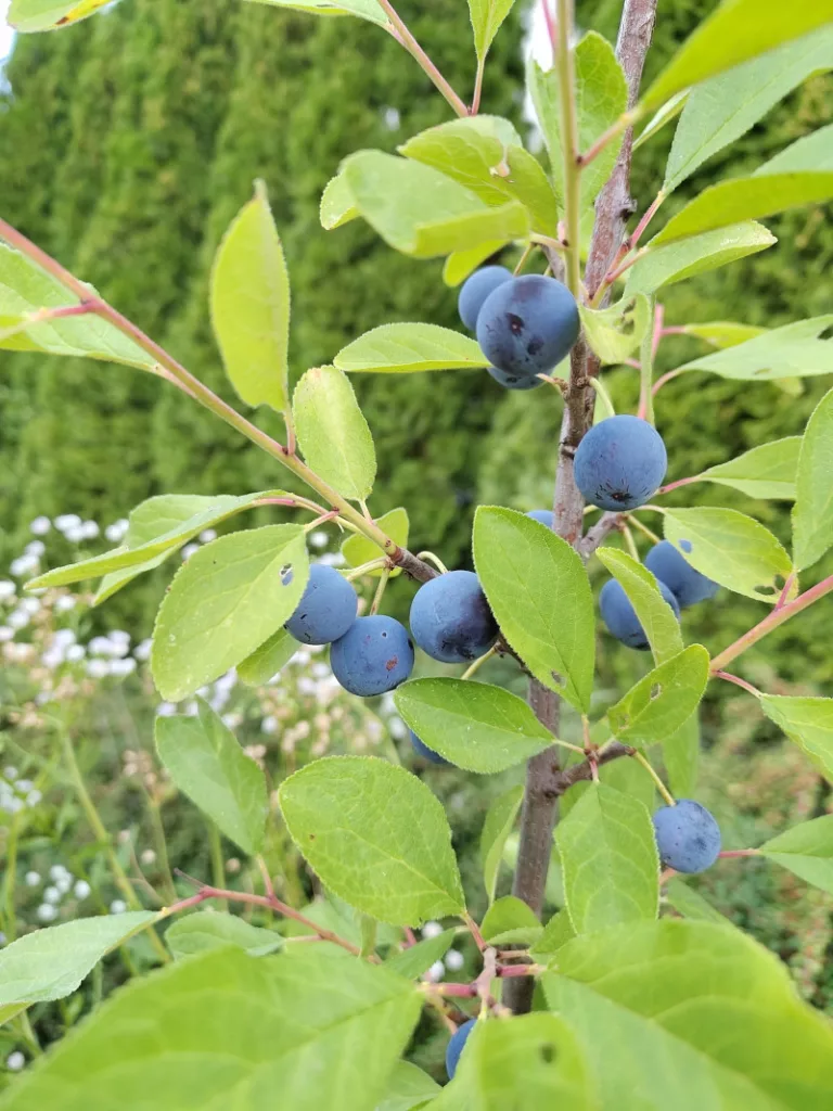 reife blau-lila Zibarten an der Pflanze
