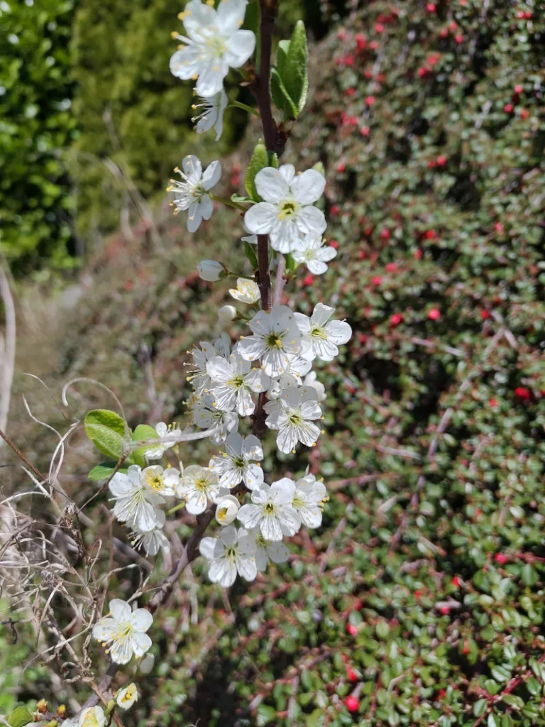 Ein Zweig der Zibarte ist mit sehr vielen Blüten bestückt.