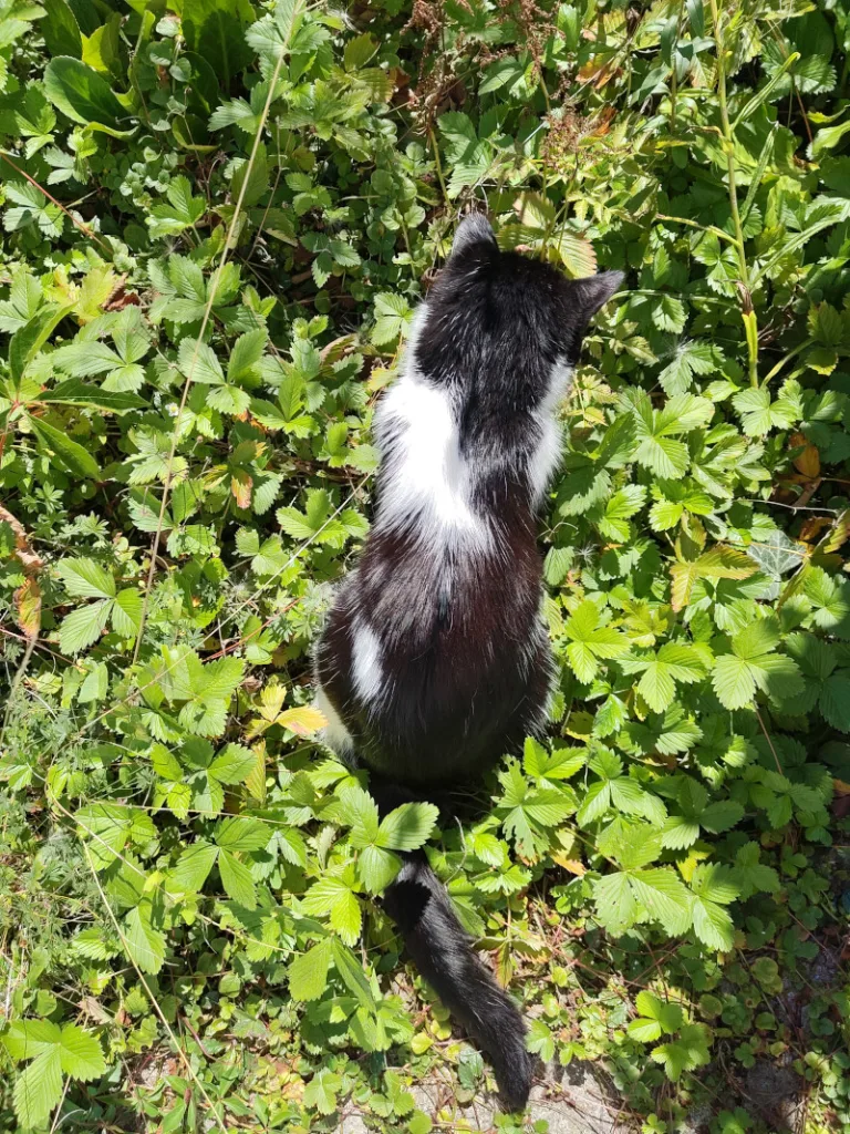 Athos sitzt inmitten der Bepflanzung und sucht und fummelt zwischen den Pflanzen etwas.