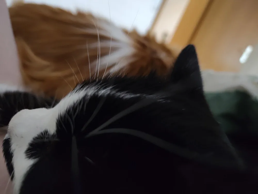 Athos und Neo schlummern im Bett